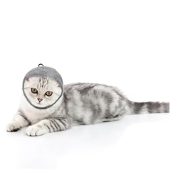 Masc Frith-Bioráin do Chat