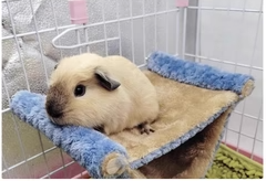 Leaba Crochta Chompordach do Hámstar & Peataí Beaga