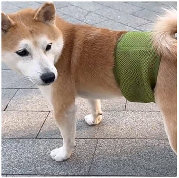 Scuabán Madra Mná as Mogaill In-análaithe